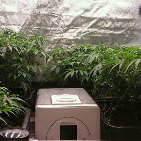 Mimosa Evo growlog photo: Les feuilles sont bcp plus verte après les pulverisation d'aminoweed et de silice