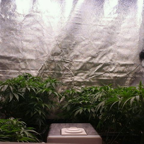 Mimosa Evo growlog photo: Les feuilles sont bcp plus verte après les pulverisation d'aminoweed et de silice