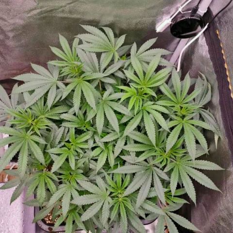 Mimosa Evo growlog photo: Réaménagement des plants, gain de 1 à 2° en déplaçant le ventilo