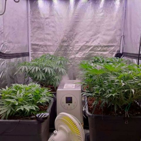 Mimosa Evo growlog photo: Réaménagement des plants, gain de 1 à 2° en déplaçant le ventilo