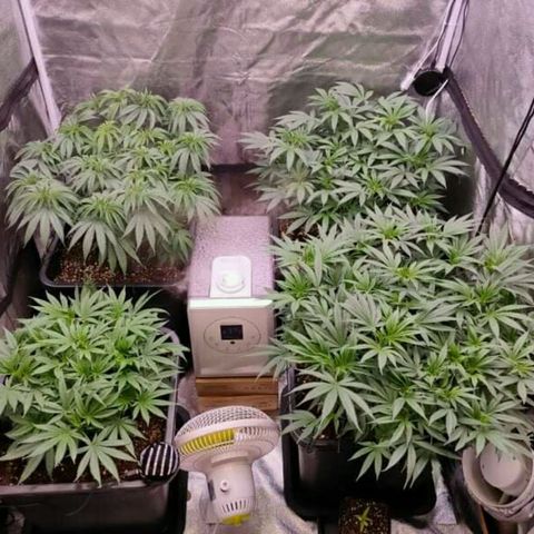 Mimosa Evo growlog photo: Réaménagement des plants, gain de 1 à 2° en déplaçant le ventilo