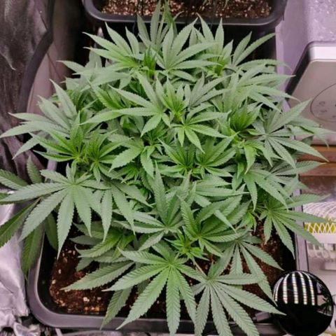 Mimosa Evo growlog photo: Réaménagement des plants, gain de 1 à 2° en déplaçant le ventilo