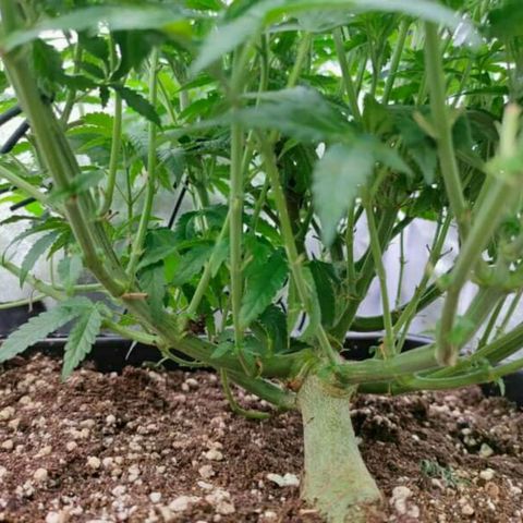 Mimosa Evo growlog photo: Réaménagement des plants, gain de 1 à 2° en déplaçant le ventilo