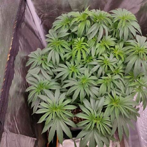 Mimosa Evo growlog photo: Réaménagement des plants, gain de 1 à 2° en déplaçant le ventilo