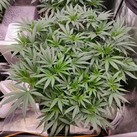 Mimosa Evo growlog photo: Réaménagement des plants, gain de 1 à 2° en déplaçant le ventilo
