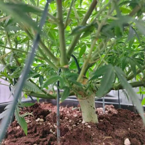 Mimosa Evo growlog photo: Réaménagement des plants, gain de 1 à 2° en déplaçant le ventilo