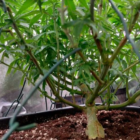 Mimosa Evo growlog photo: Réaménagement des plants, gain de 1 à 2° en déplaçant le ventilo