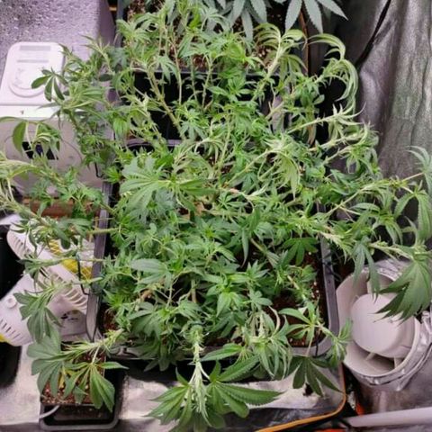 Mimosa Evo growlog timeline photo