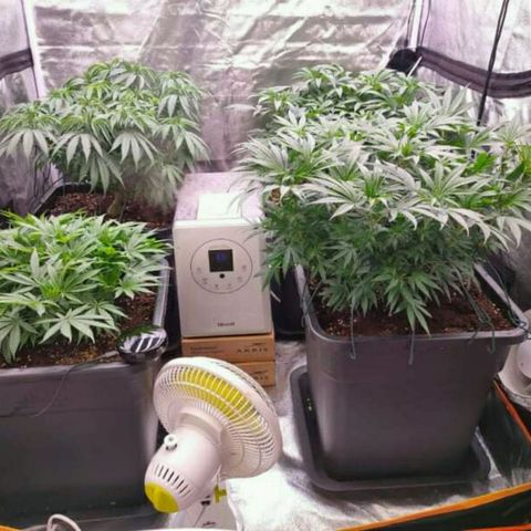 Mimosa Evo growlog timeline photo