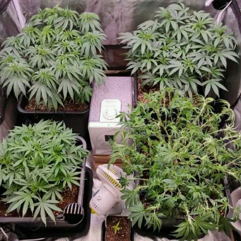 Mimosa Evo growlog timeline photo