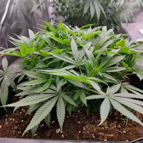 Mimosa Evo growlog timeline photo