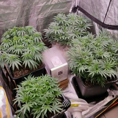 Mimosa Evo growlog timeline photo