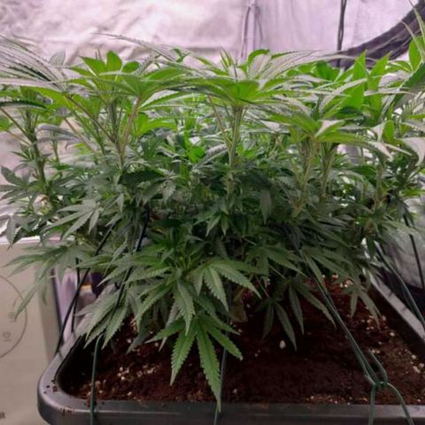 Mimosa Evo growlog timeline photo
