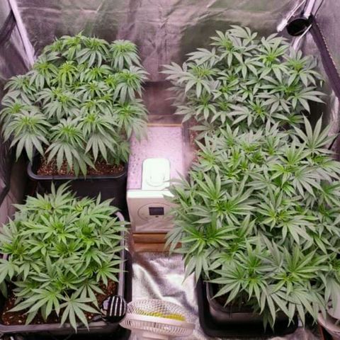 Mimosa Evo growlog timeline photo