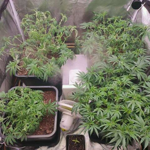 Mimosa Evo growlog timeline photo