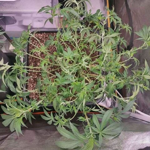 Mimosa Evo growlog timeline photo