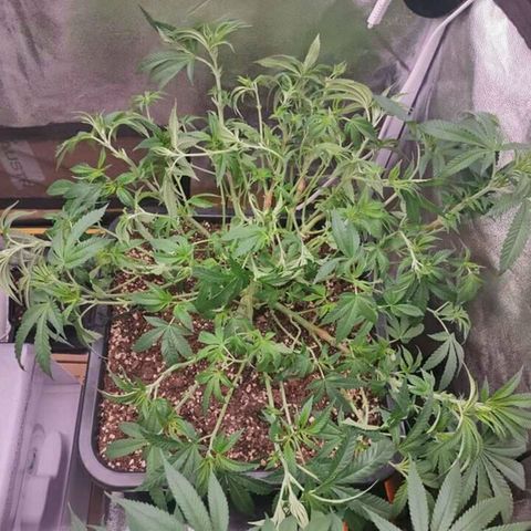 Mimosa Evo growlog timeline photo