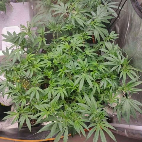 Mimosa Evo growlog timeline photo