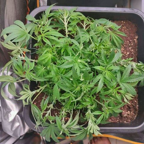 Mimosa Evo growlog timeline photo