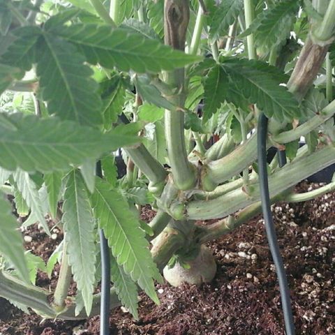 Mimosa Evo growlog timeline photo