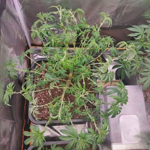 Mimosa Evo growlog timeline photo