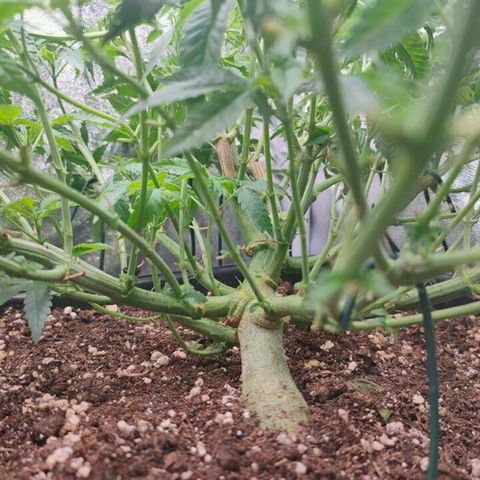 Mimosa Evo growlog timeline photo