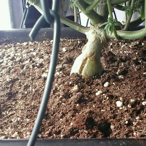 Mimosa Evo growlog timeline photo