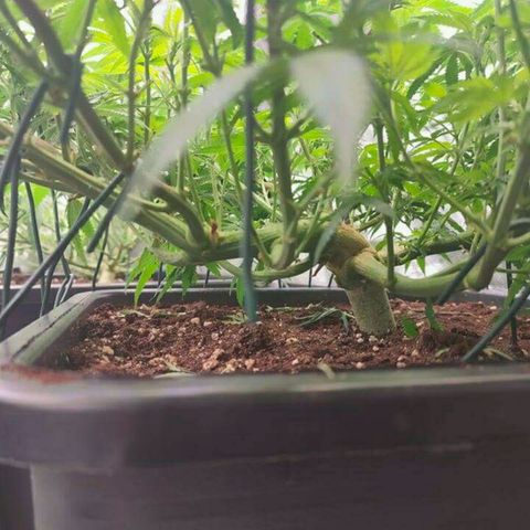 Mimosa Evo growlog timeline photo
