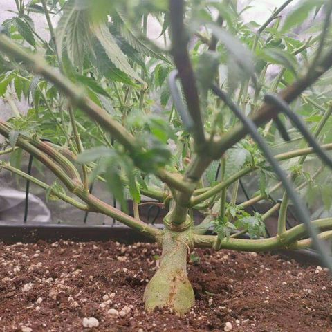 Mimosa Evo growlog timeline photo
