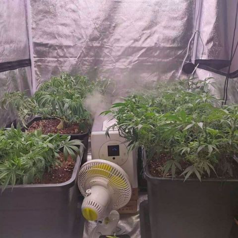 Mimosa Evo growlog timeline photo