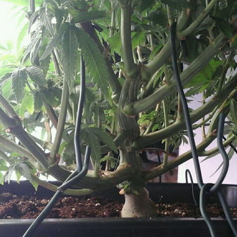 Mimosa Evo growlog timeline photo