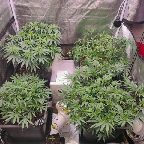Mimosa Evo growlog timeline photo