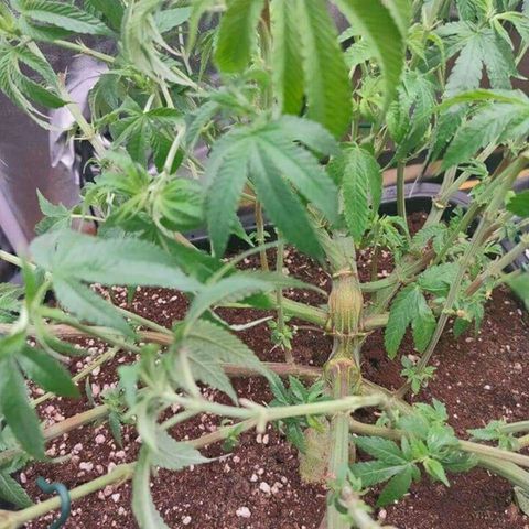 Mimosa Evo growlog timeline photo