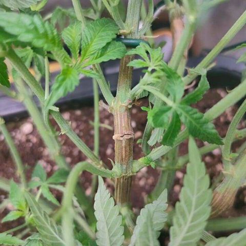 Mimosa Evo growlog timeline photo