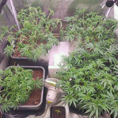 Mimosa Evo growlog timeline photo
