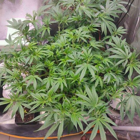 Mimosa Evo growlog timeline photo