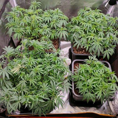 Mimosa Evo growlog timeline photo
