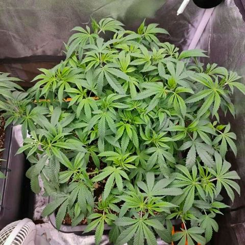 Mimosa Evo growlog timeline photo