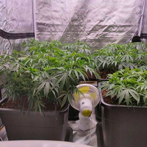Mimosa Evo growlog timeline photo