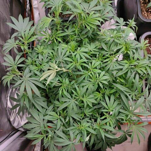 Mimosa Evo growlog timeline photo