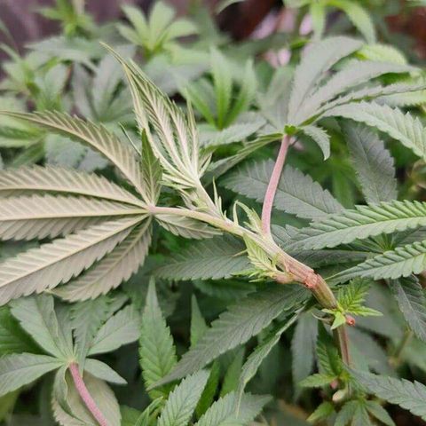 Mimosa Evo growlog timeline photo