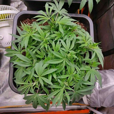 Mimosa Evo growlog timeline photo