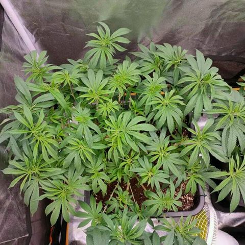 Mimosa Evo growlog timeline photo
