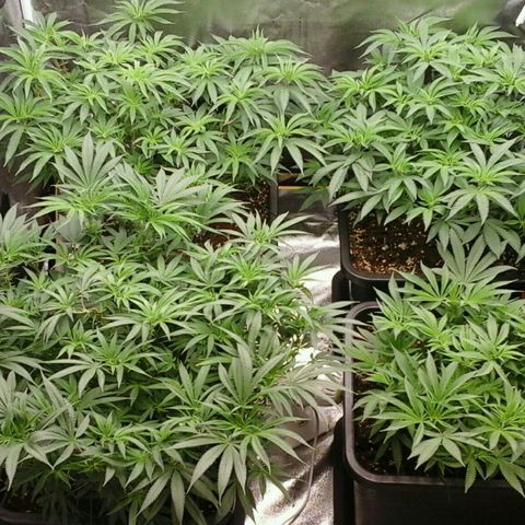 Mimosa Evo growlog timeline photo