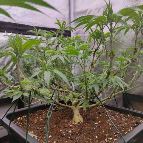 Mimosa Evo growlog timeline photo