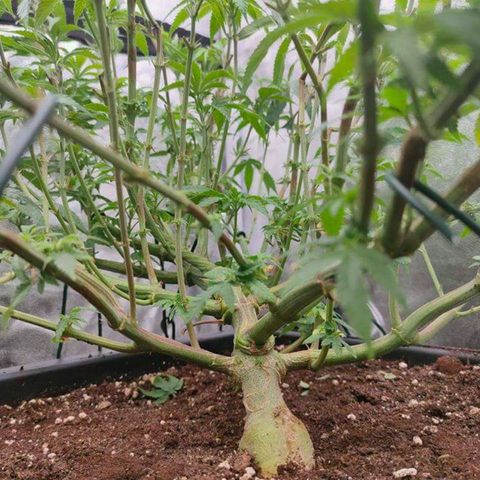 Mimosa Evo growlog timeline photo