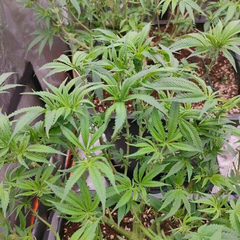 Mimosa Evo growlog timeline photo
