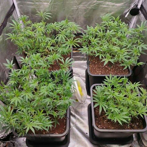 Mimosa Evo growlog timeline photo