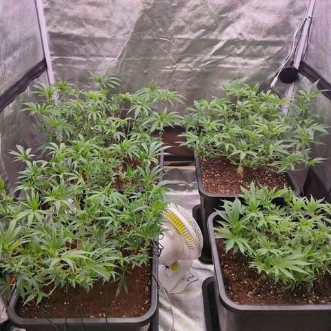 Mimosa Evo growlog timeline photo