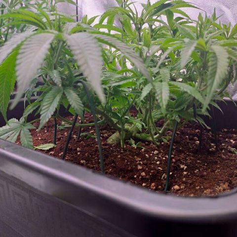 Mimosa Evo growlog timeline photo